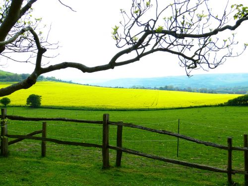 landscape field of rapeseeds meadow