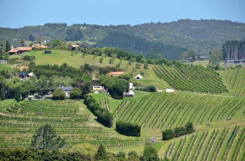 landscape new zealand vineyard