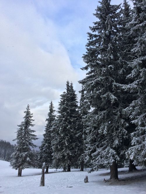 landscape winter snow