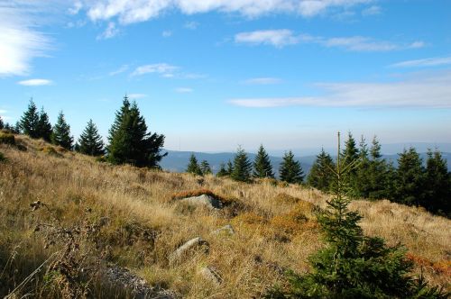 landscape nature forest