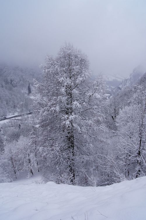 landscape snow tree