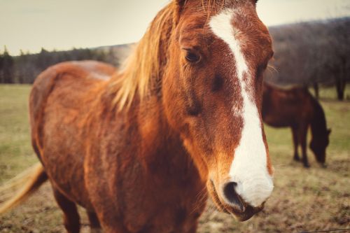 landscape animal fall