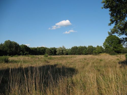landscape kampinos national