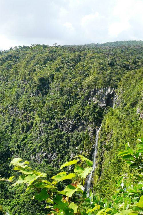 forest mauritius trees