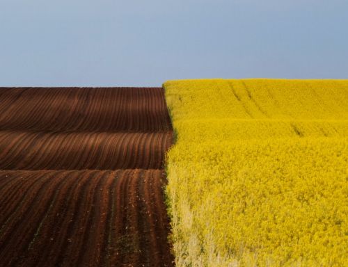 landscape spring brown - yellow