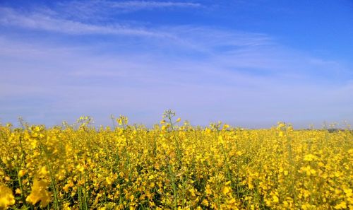 landscape spring plants