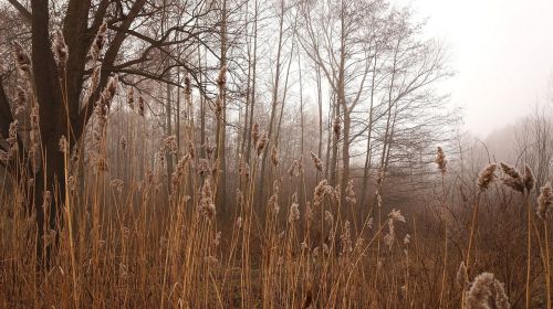 landscape nature plants