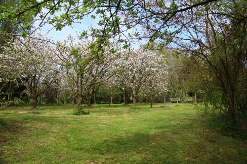 landscape garden cherry