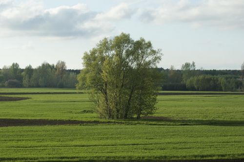 landscape single tree green