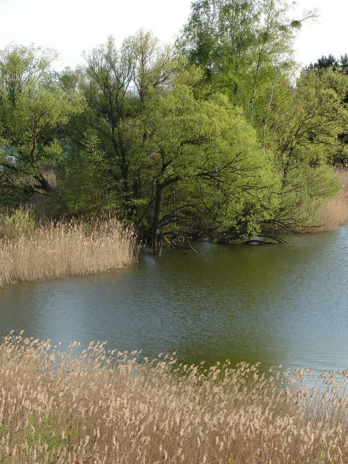 landscape green nature