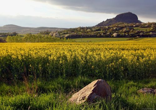 landscape spring rape