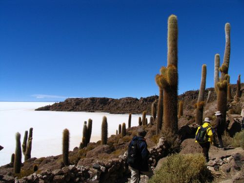 sky tall cactus landscape