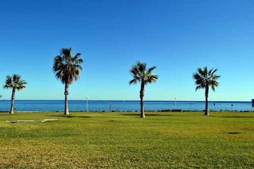 landscape palm mojacar