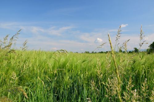 landscape field bluegrass