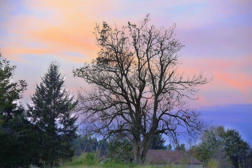 landscape nature tree