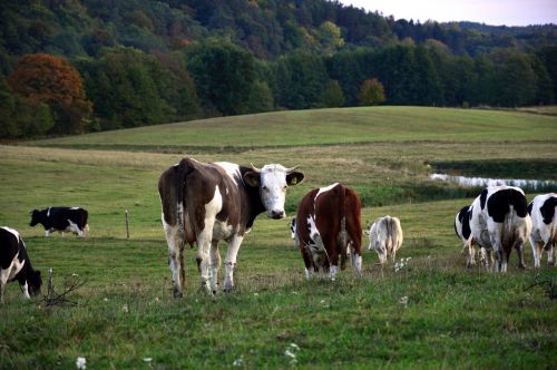 landscape cows nature