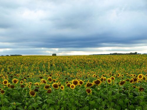 landscape field sunflower