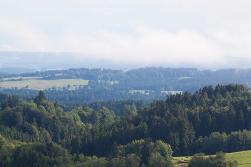 landscape forest fog