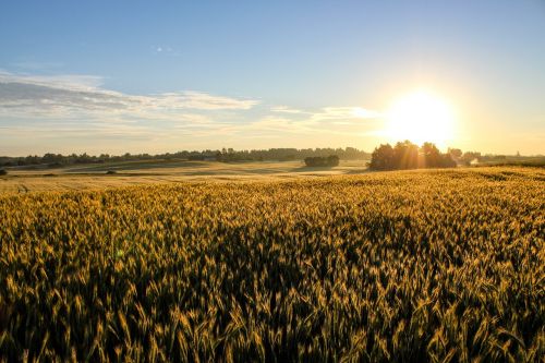 landscape sunrise wheat