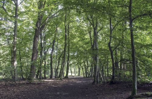 landscape forest autumn forest