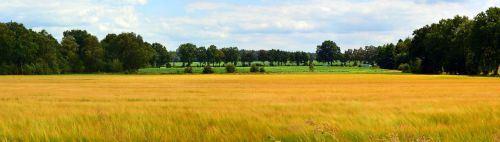 landscape panorama cereals