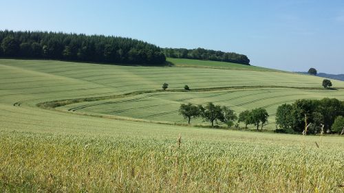 landscape fields wavy