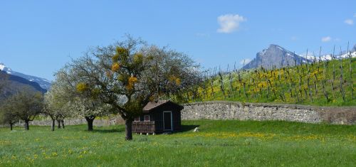 landscape vineyards vineyard