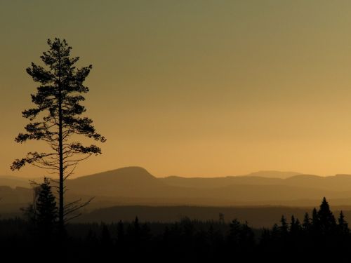 landscape mountains trees