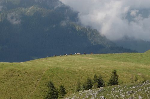 landscape mountains cows