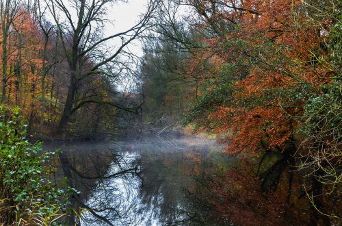 landscape woods forest