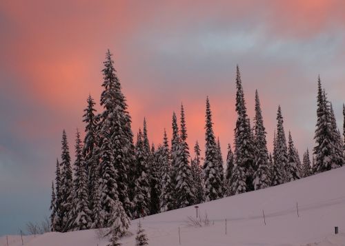landscape snow scene trees
