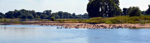landscape bank wild geese