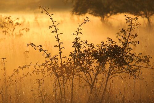 landscape fog morning sun