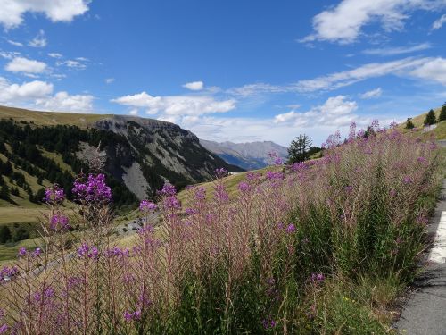 landscape mountain flower