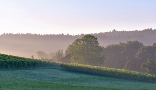 landscape hill fog