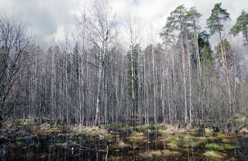 landscape birch autumn day