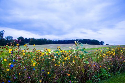 landscape flowers field
