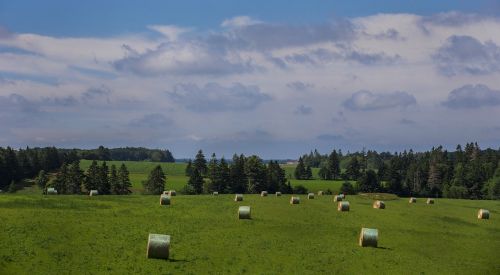 landscape bales of hay hay bales
