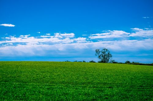landscape grass sky
