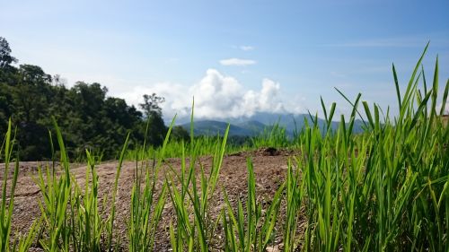 landscape grass clouds