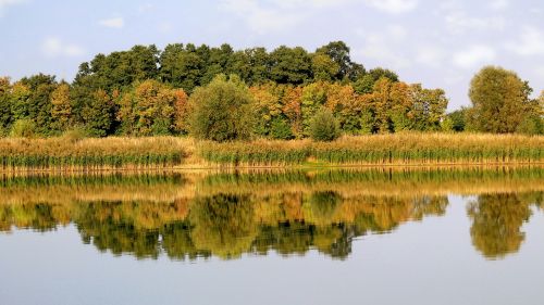 landscape mirroring trees