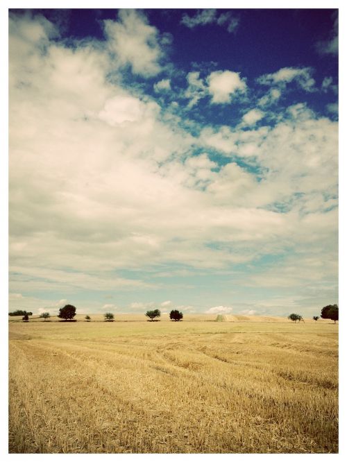 landscape trees fields