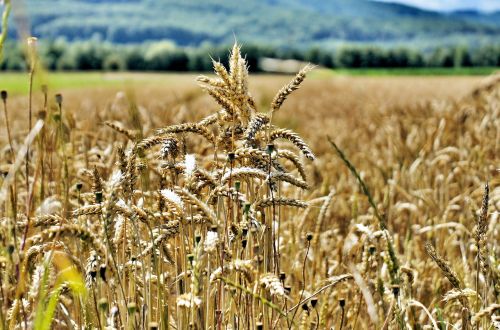 landscape corn agriculture