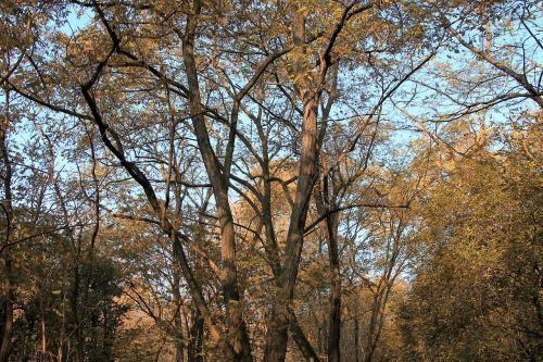 landscape forest autumn forest