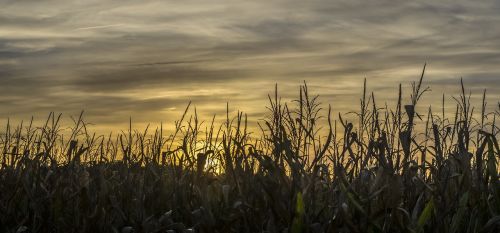 landscape in the free nature