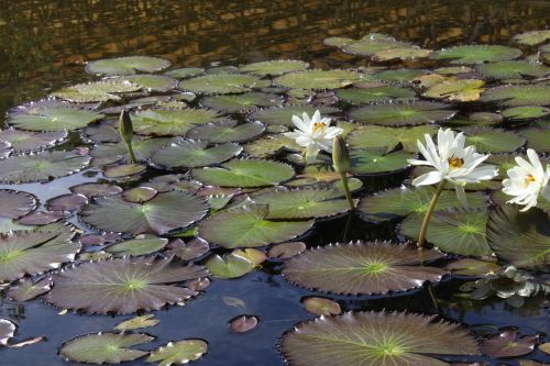 landscape lake nature