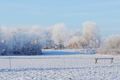 landscape trees bank