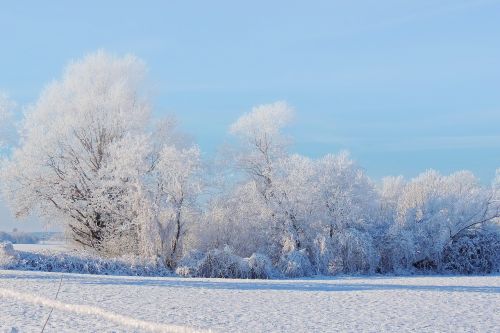landscape trees winter impressions