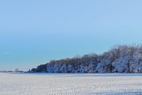 landscape trees winter impressions