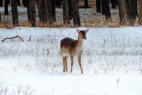 landscape roe deer winter impressions